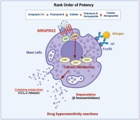 Differential MRGPRX2-dependent activation of human mast cells by polymyxins and octapeptins