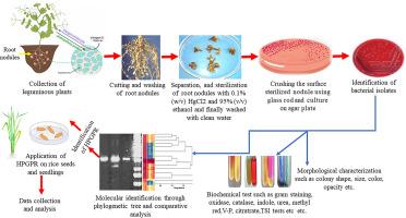 A sustainable methodological approach for mitigation of salt stress of rice seedlings in coastal regions: Identification of halotolerant rhizobacteria from Noakhali, Bangladesh and their impact