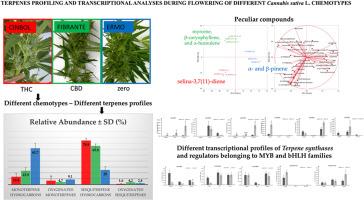 Insights into terpenes profiling and transcriptional analyses during flowering of different Cannabis sativa L. chemotypes