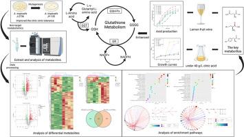 Glutathione metabolism contributes to citric acid tolerance and antioxidant capacity in Acetobacter tropicalis