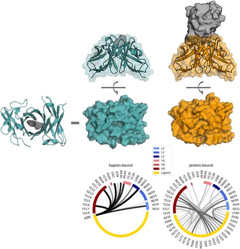 CDR L3 Loop Rearrangement Switches Multispecific SPE-7 IgE Antibody From Hapten to Protein Binding