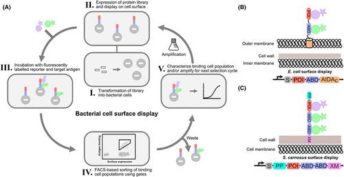 Surface-engineered bacteria in drug development