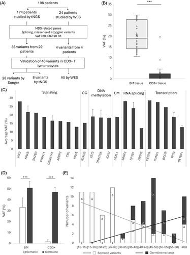 Beyond myeloid neoplasms germline guidelines: Validation of the thresholds criteria in the search of germline predisposition variants