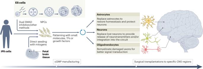 Cell therapy for neurological disorders