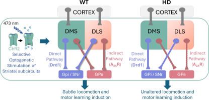 Differential impact of optogenetic stimulation of direct and indirect pathways from dorsolateral and dorsomedial striatum on motor symptoms in Huntington's disease mice