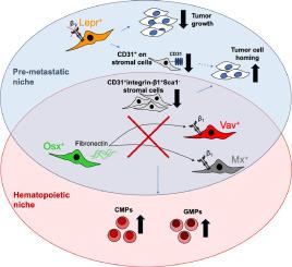 Insights into the metastatic bone marrow niche gained from fibronectin and β1 integrin transgenic mice