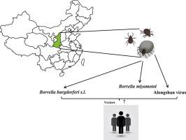 Prevalence of three important tick-borne pathogens in ticks and humans in Shaanxi Province, Northwest China