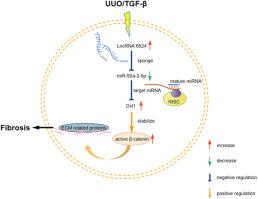 The LncRNA6524/miR-92a-2-5p/Dvl1/Wnt/β-catenin axis promotes renal fibrosis in the UUO mouse model