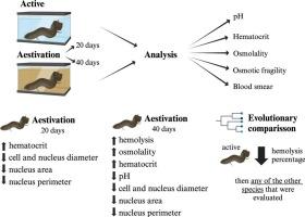 Physiological adaptations of red blood cells during aestivation in the south American lungfish Lepidosiren paradoxa