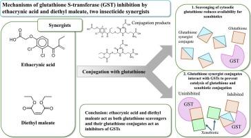 Differential interactions of ethacrynic acid and diethyl maleate with glutathione S-transferases and their glutathione co-factor in the house fly