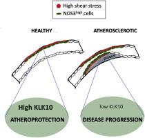 Shear stress is uncoupled from atheroprotective KLK10 in atherosclerotic plaques