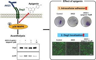 Inhibitory effect of apigenin on AK23-induced desmoglein3 depletion in HaCaT cell model of pemphigus vulgaris via suppression of p38 MAPK phosphorylation