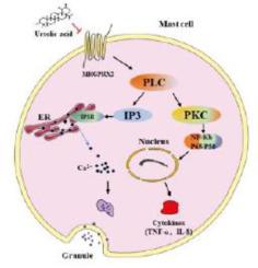 Ursolic acid attenuates pseudo-allergic reactions via reducing MRGPRX2-mediated mast cell degranulation