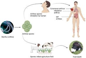 Anthrax: A narrative review