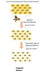 Nosema ceranae infection reduces the fat body lipid reserves in the honeybee Apis mellifera