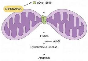 NIPSNAP3A regulates cellular homeostasis by modulating mitochondrial dynamics