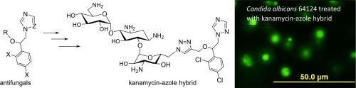 Synthesis of kanamycin-azole hybrids and investigation of their antifungal activities