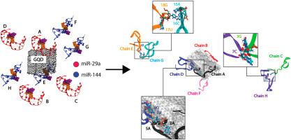 How a mixture of microRNA-29a (miR-29a) and microRNA-144 (miR-144) cancer biomarkers interacts with a graphene quantum dot