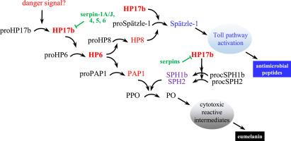 Hemolymph protease-17b activates proHP6 to stimulate melanization and Toll signaling in Manduca sexta