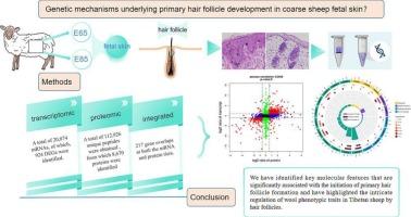 Proteo-transcriptomic profiles reveal genetic mechanisms underlying primary hair follicle development in coarse sheep fetal skin