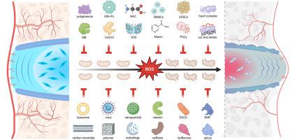 Role of oxidative stress in mitochondrial dysfunction and their implications in intervertebral disc degeneration: Mechanisms and therapeutic strategies