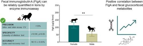 Exploring immunoglobulin A as a stress biomarker in lions (Panthera leo): Validation of an immunoassay for its measurement in feces