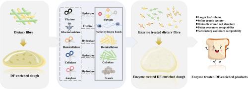 Improvement in the rheological properties and gas phase of dough, and overall quality of dietary fibre enriched products: Enzymatic modification on the composition and structure of dietary fibre