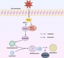 Txnip promotes autophagic apoptosis in diabetic cardiomyopathy by upregulating FoxO1 and its acetylation