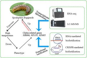 Multi-omics analysis reveal the fall armyworm Spodoptera frugiperda tolerate high temperature by mediating chitin-related genes