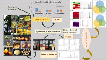 The oleochemical potential of some wild nutmegs from North East India