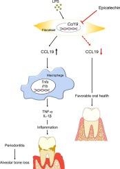 Epicatechin suppresses the expression of C-C motif chemokine ligand 19 and ameliorates periodontitis