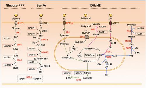 Inducing disulfidptosis in tumors:potential pathways and significance