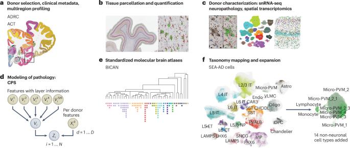 SEA-AD is a multimodal cellular atlas and resource for Alzheimer’s disease