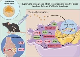 Cuprorivaite microspheres inhibit cuproptosis and oxidative stress in osteoarthritis via Wnt/β-catenin pathway