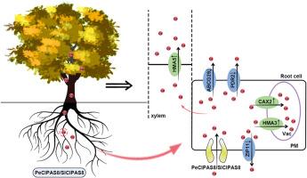 Cadmium-induced protein AS8: A protein to improve Cd accumulation and transport via Cd uptake in poplar