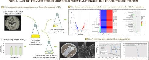 Transcriptomic profiling under poly (L-lactide) polymer degradation of the thermophilic filamentous bacterium Laceyella sacchari LP175 and its potential for polymer film hydrolysis