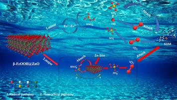 Constructing a heterogenous catalyst β-FeOOH@ZnO for effective sulfadimethoxine elimination with peroxymonosulfate activation: Non-radical dominance