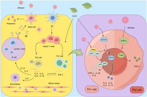 The protective effects and mechanisms of essential oil from Chimonanthus nitens Oliv. leaves in allergic rhinitis based on the NF-κB and T-bet/GATA-3 signaling pathways