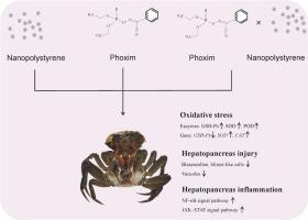 Nanopolystyrene and phoxim pollution: A threat to hepatopancreas toxicity in Chinese mitten crab (Eriocheir sinensis)