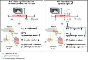 Impact of neonatal hyperoxia on adult cardiac autonomic function in rats: Role of angiotensin II type 1 receptor activation