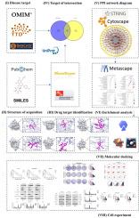 Revealing the molecular mechanism of baohuoside I for the treatment of breast cancer based on network pharmacology and molecular docking