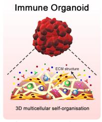 Engineering human immune organoids for translational immunology