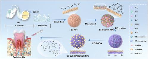 Multifunctional sericin-based biomineralized nanoplatforms with immunomodulatory and angio/osteo-genic activity for accelerated bone regeneration in periodontitis