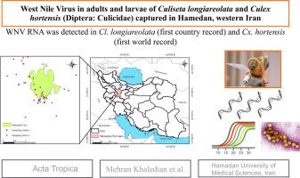 West Nile virus in adults and larvae of Culiseta longiareolata and Culex hortensis (Diptera: Culicidae) captured in Hamedan, western Iran