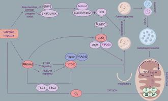 PRKAA2-mediated mitophagy regulates oxygen consumption in yak renal tubular epithelial cells under chronic hypoxia