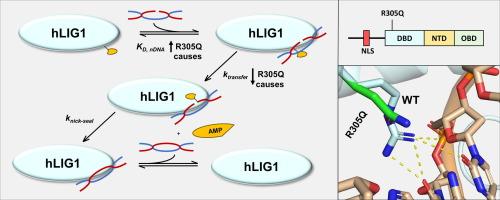 Mechanistic Basis for a Single Amino Acid Residue Mutation Causing Human DNA Ligase 1 Deficiency, A Rare Pediatric Disease