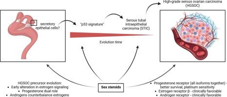 From fallopian tube epithelium to high-grade serous ovarian cancer: A single-cell resolution review of sex steroid hormone signaling