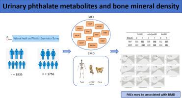 Urinary phthalate metabolites associated with bone mineral density in adults: Data from the NHANES 2011–2018