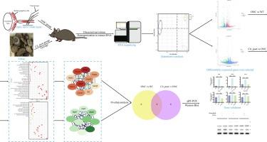 Citrus extraction provides neuroprotective effect in optic nerve crush injury mice through P53 signaling pathway