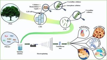 Cellulose nanocrystal based electrospun nanofiber for biomedical applications–A review